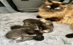 Ragdoll cats for sale: Ragdoll X Norwegian  - Image 6