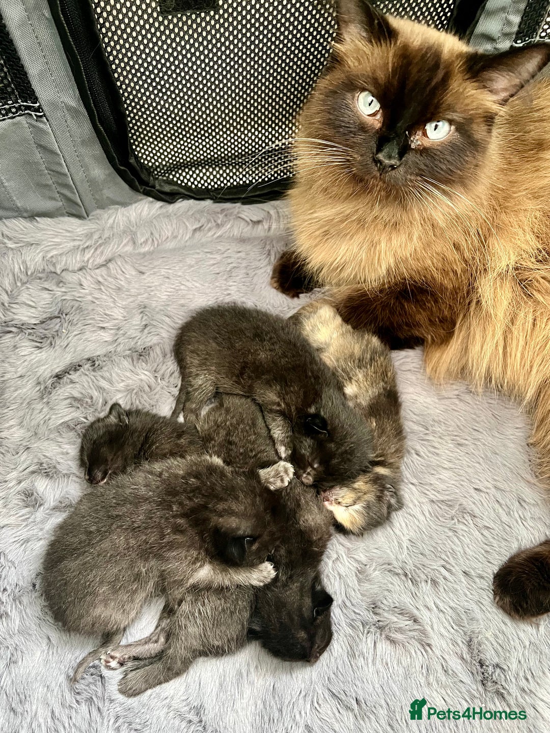 Ragdoll cats for sale: Ragdoll X Norwegian  - Image 6