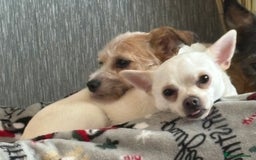 Mixed Breed dogs for sale: 2 Chinese crested chihuahua sisters  - Image 1