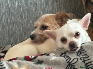 Mixed Breed dogs - Advert 6