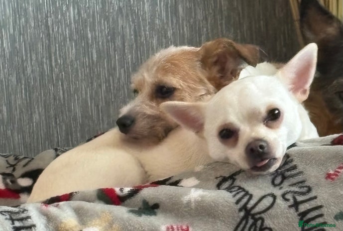Mixed Breed dogs - Advert 1