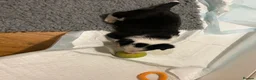 Border Collie dogs for sale: 3 girls and 2 boys for sale in Macclesfield - Advert 3