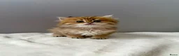British Longhair cats for sale: Champion lines Golden British Longhairs - Advert 11
