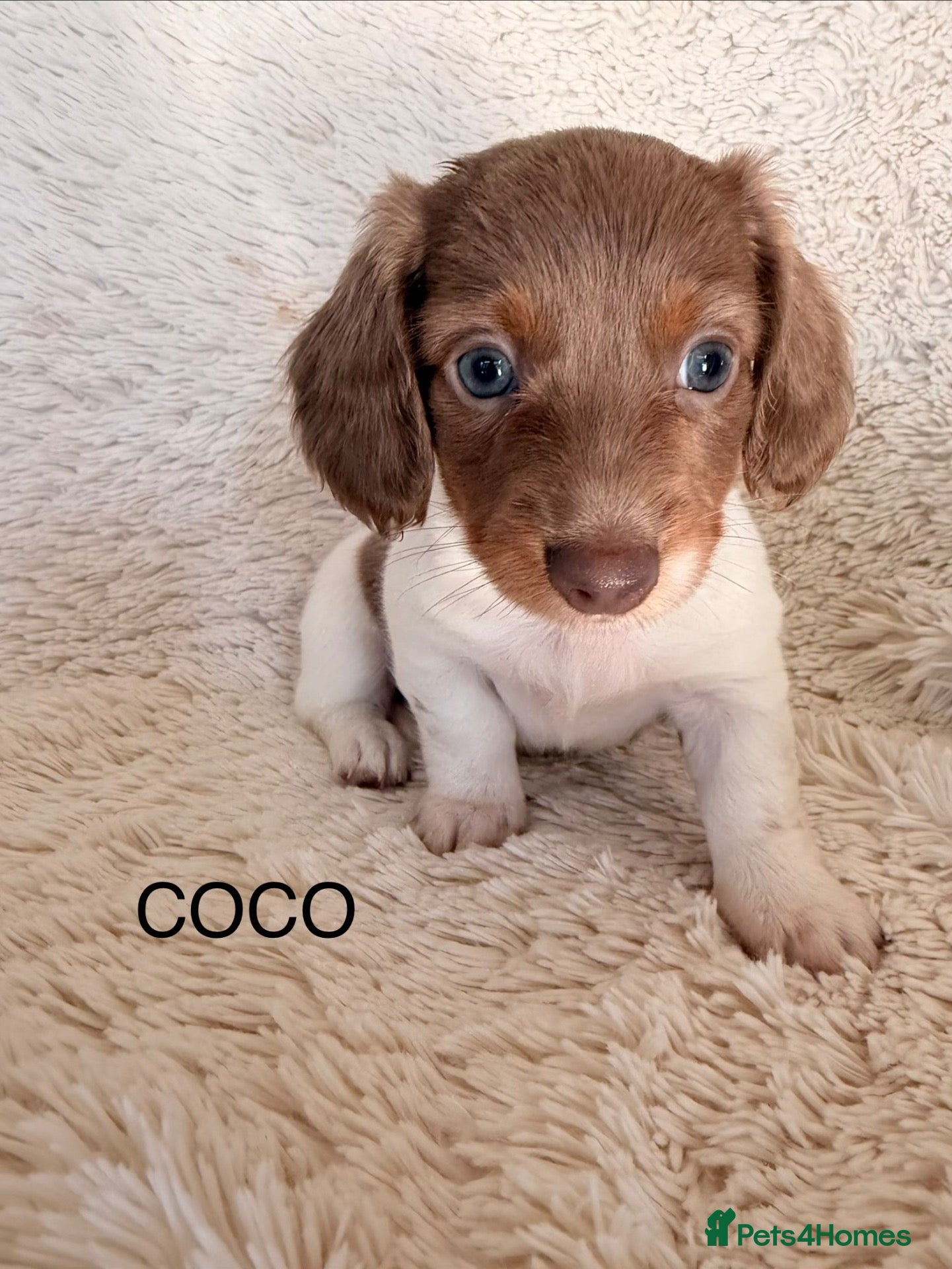 Miniature Dachshund dogs Adorable long haired miniature dachshund  - Advert 13