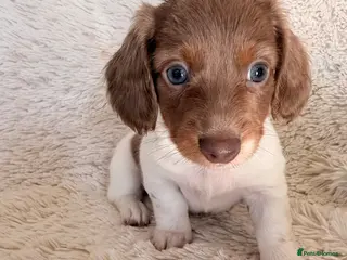 Miniature Dachshund dogs Adorable long haired miniature dachshund - Advert 13