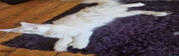 Mixed Breed cats for sale: polydactyl mainecoon cross russian nebelung in Blyth - Advert 11