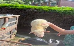 Ferret rodents for sale: Free  - Image 2