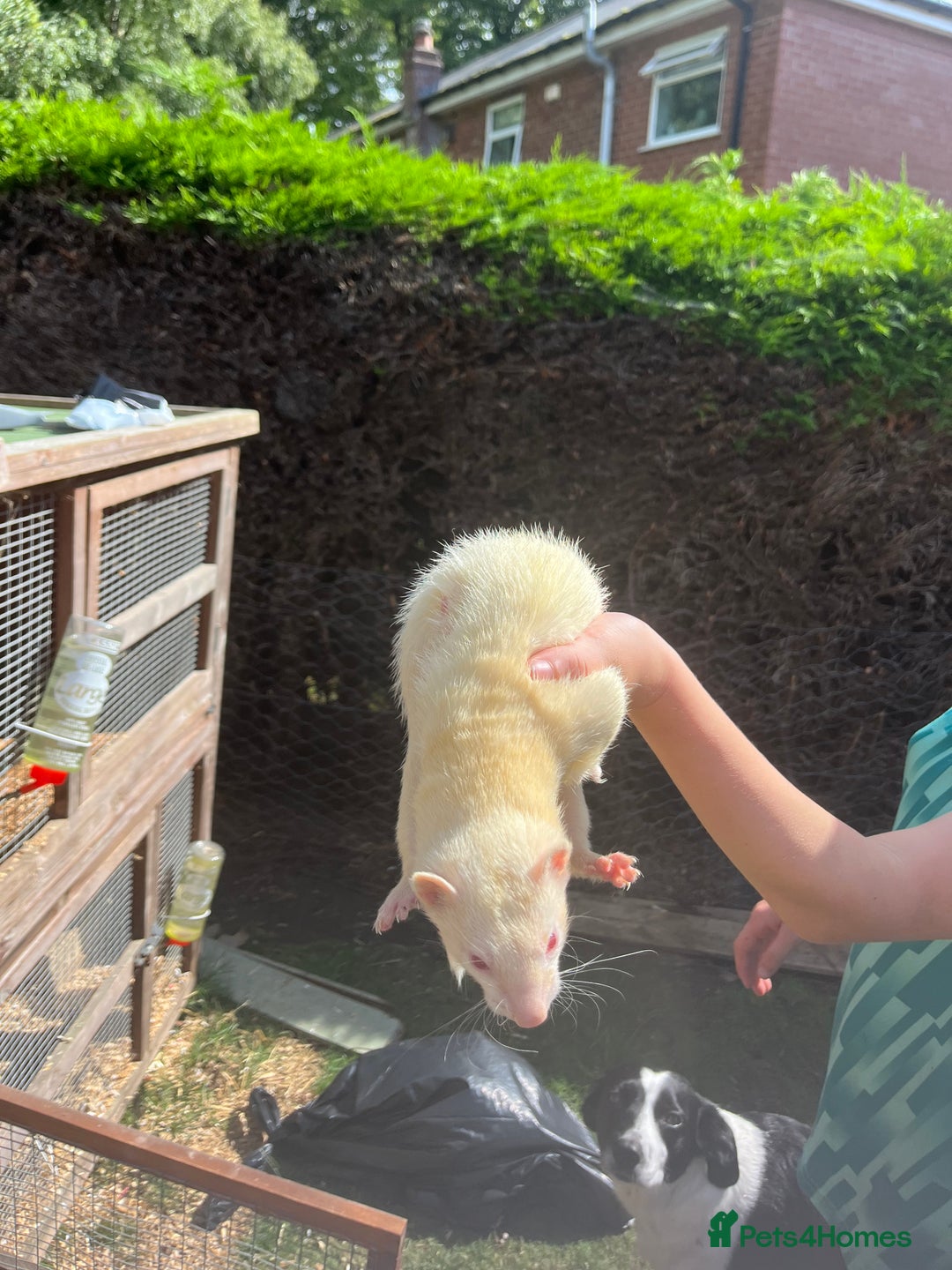 Ferret rodents for sale: Free  - Image 2