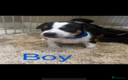 Jack Russell dogs for sale: Miniature jack Russell puppies  in Ashford - Image 3