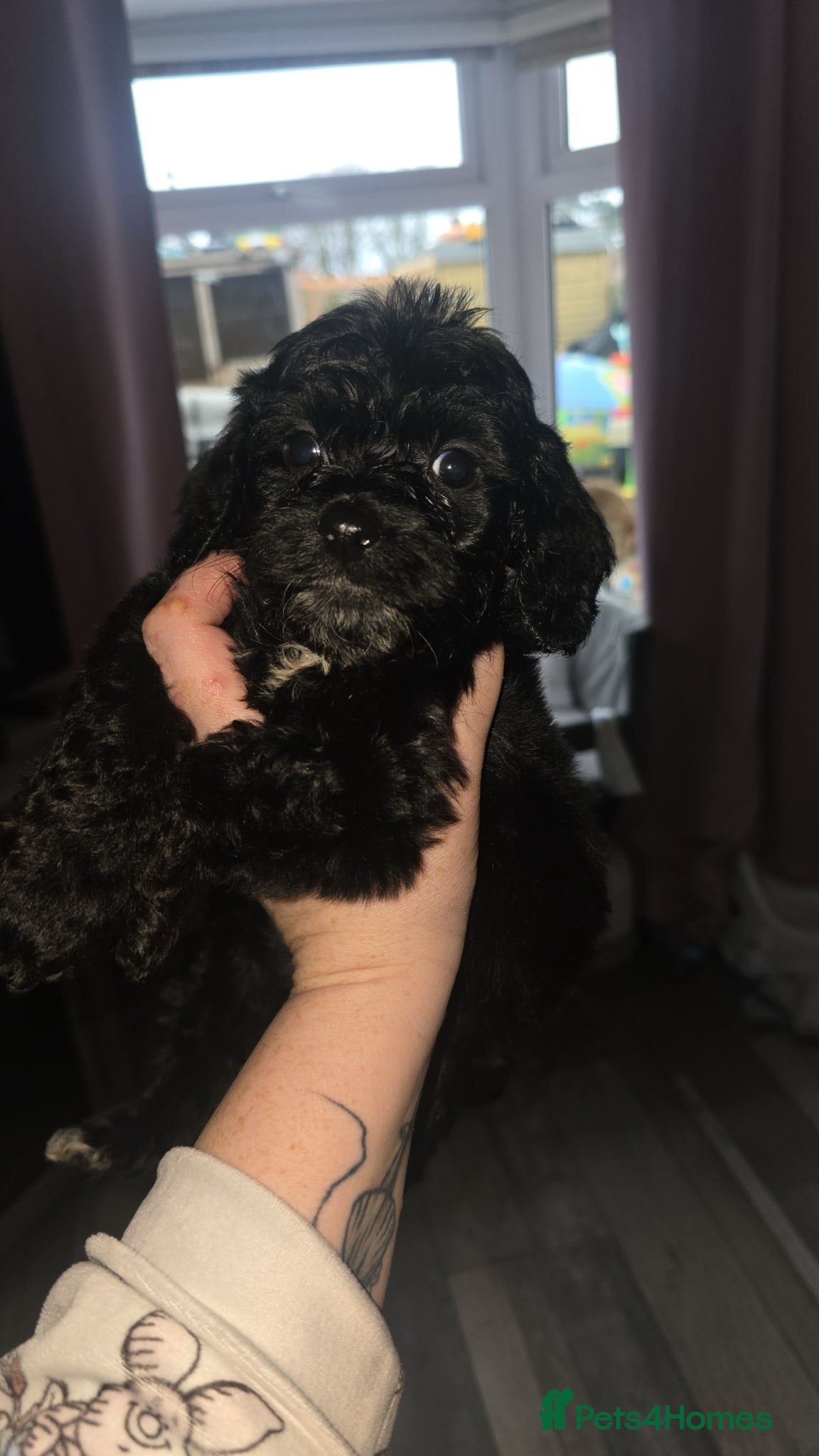 Cockapoo dogs Beautiful cockapoo  - Advert 1