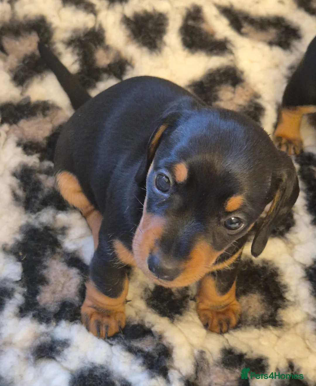 Miniature Dachshund dogs for sale: Adorable KC Pedigree Miniature Dachshund Puppies - Advert 27