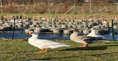 Geese poultry - Advert 1