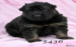 German Shepherd dogs for sale: The Three Degrees  - Image 1