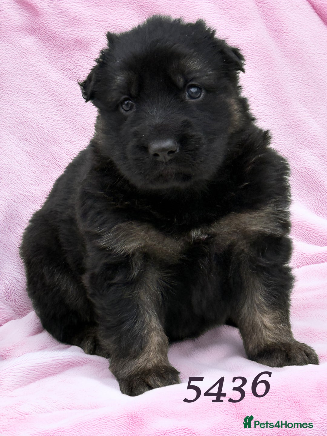 German Shepherd dogs for sale: The Three Degrees  - Image 1