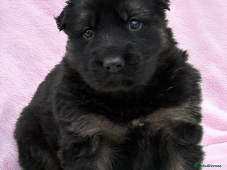 German Shepherd dogs - Advert 24