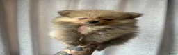 Pomeranian dogs for sale: READY TO GO🩵🐻2 stunning KC Pomeranian puppies🐻 - Advert 8
