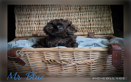 Shih Tzu dogs for sale: Stunning KC chocolate imperial Shihtzu puppies - Image 10