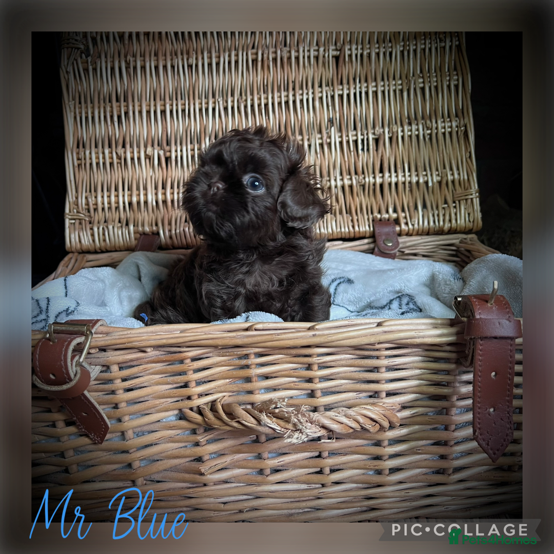 Shih Tzu dogs for sale: Stunning KC chocolate imperial Shihtzu puppies - Image 10