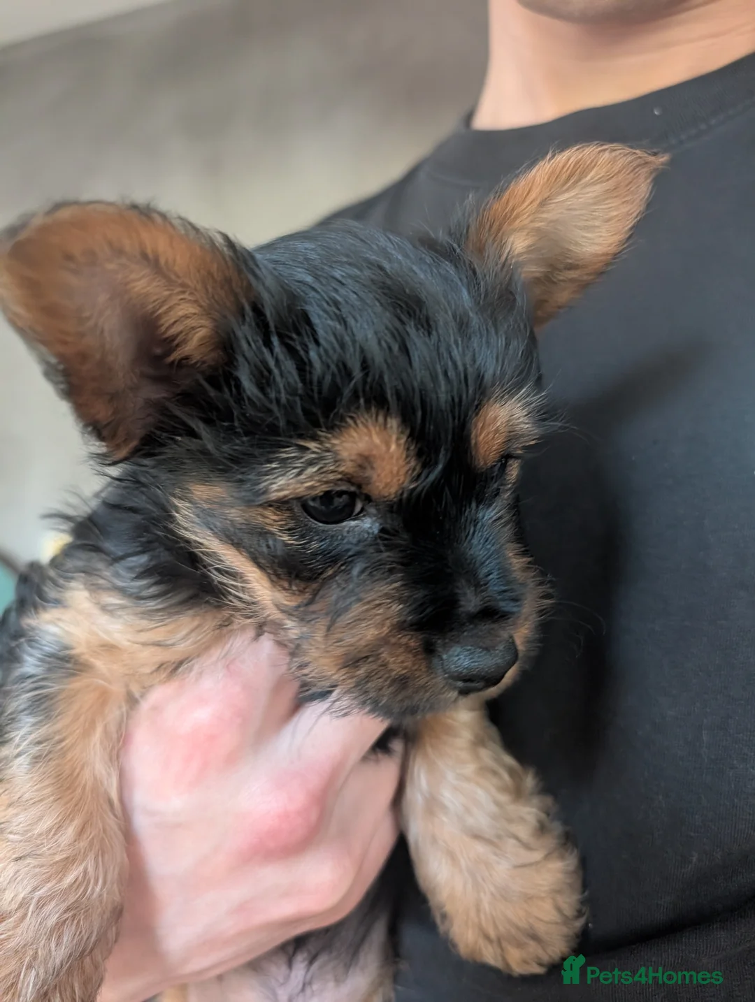 Yorkshire Terrier dogs for sale: 1 beautiful Yorkie boy left❤️ - Advert 2