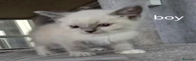 British Shorthair 4