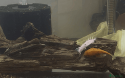 Angelfish fish for sale: Angels & Plecos - Image 4