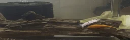 Angelfish fish for sale: Angels & Plecos - Advert 4