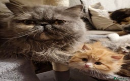 RagaMuffin cats for sale: Gorgeous long haired female  - Image 12