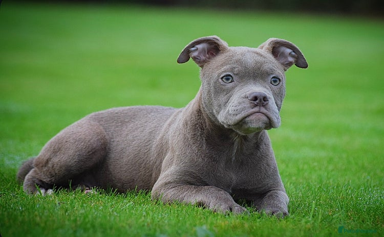 English Bulldog dogs - Advert 7