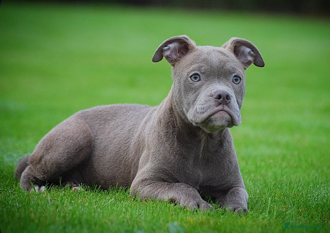 English Bulldog dogs for sale: 23 years experienced 5⭐️Rated Licensed,  - Advert 1