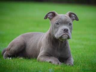 English Bulldog dogs 23 years experienced 5⭐️Rated Licensed, - Advert 4