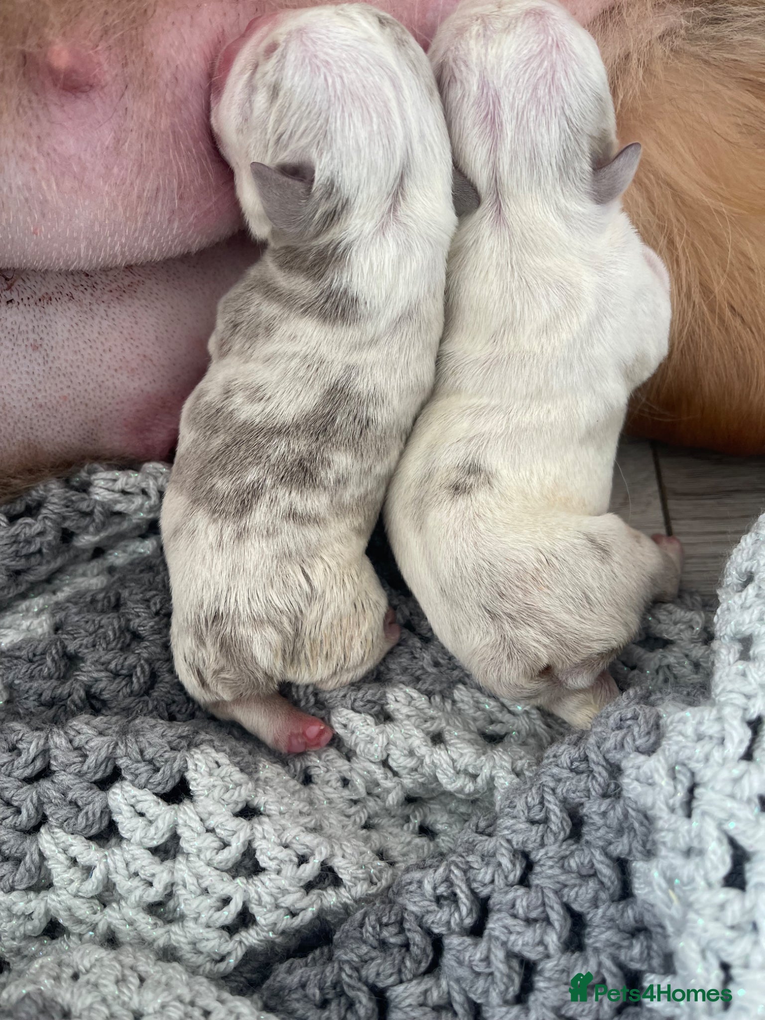 English Bulldog dogs English Bulldogs - Fluffy breed - KC registered  - Advert 2