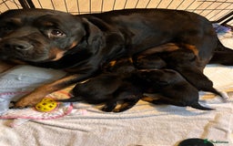 Rottweiler dogs for sale: Rottweiler puppys - Advert 2