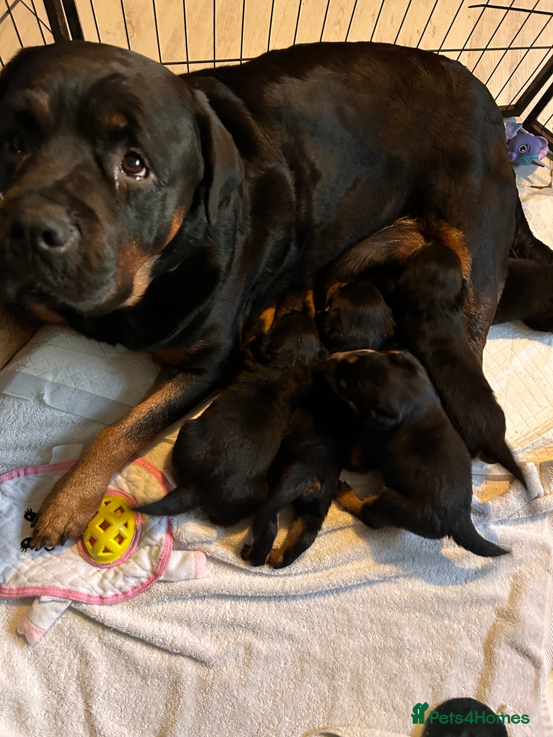 Rottweiler dogs for sale: Rottweiler puppys - Advert 2
