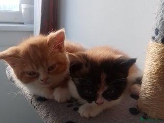 British Shorthair cats Beautiful exotic British Shorthair - Advert 9