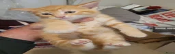 Mixed Breed cats for sale: 4 cute, playful kittens for sale - Advert 7