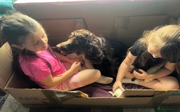 Sprocker dogs for sale: Sprocker puppies - Image 13