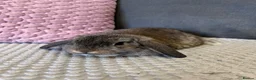 Mini Lop rabbits for sale: Beautiful Mini Lop Rabbits for sale - Advert 15