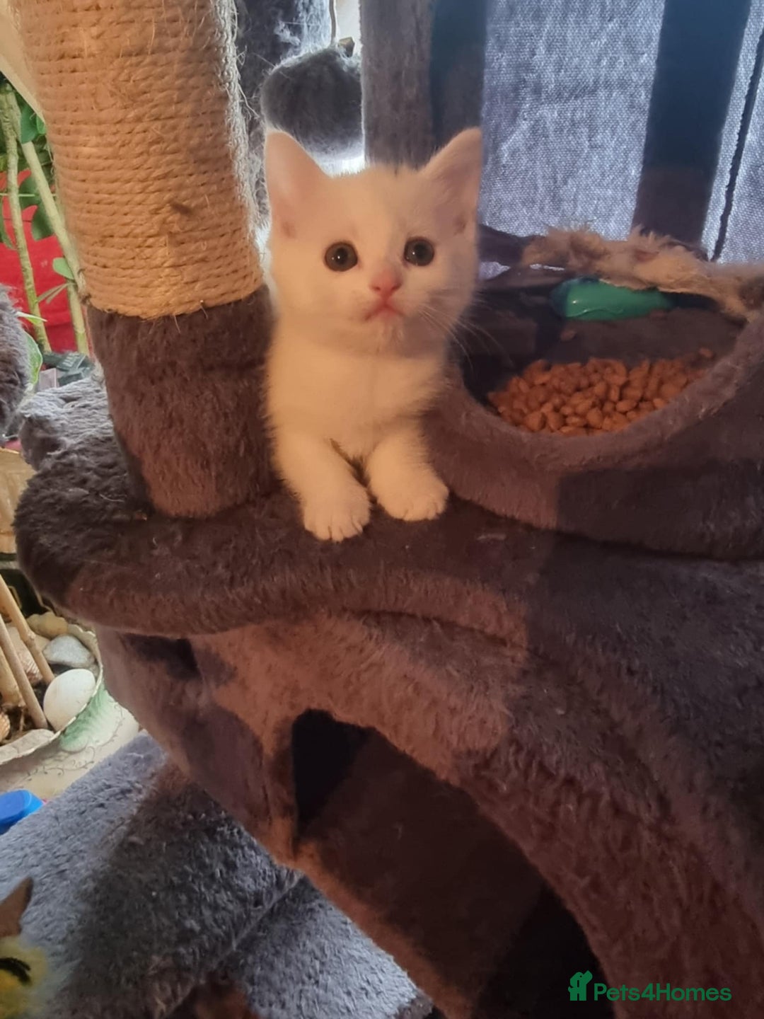 Mixed Breed cats for sale: kittens - Image 24