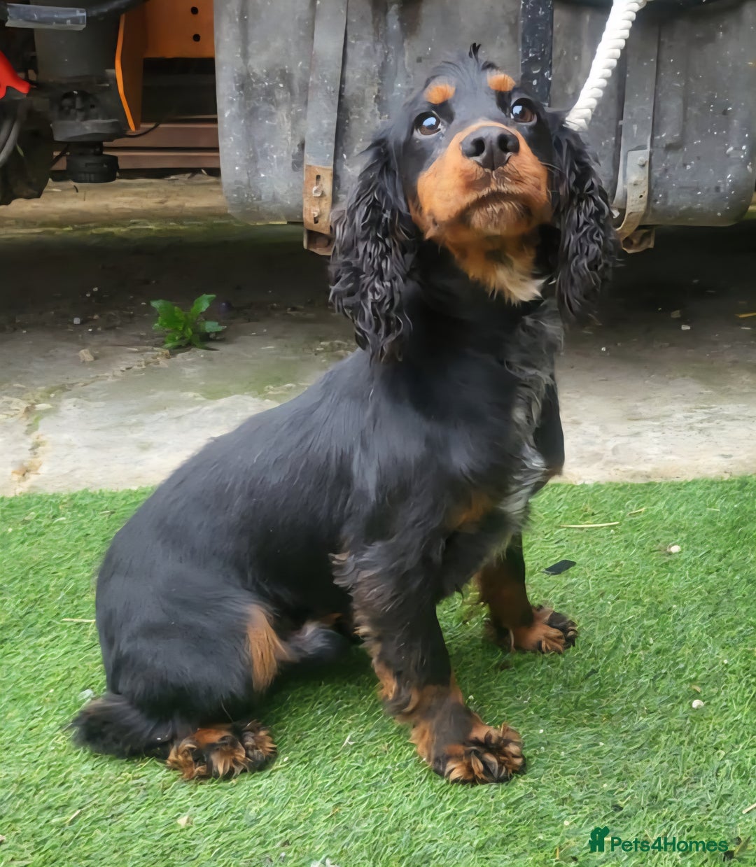 Cocker Spaniel dogs for sale: Outstanding cocker spaniel pups - Image 15