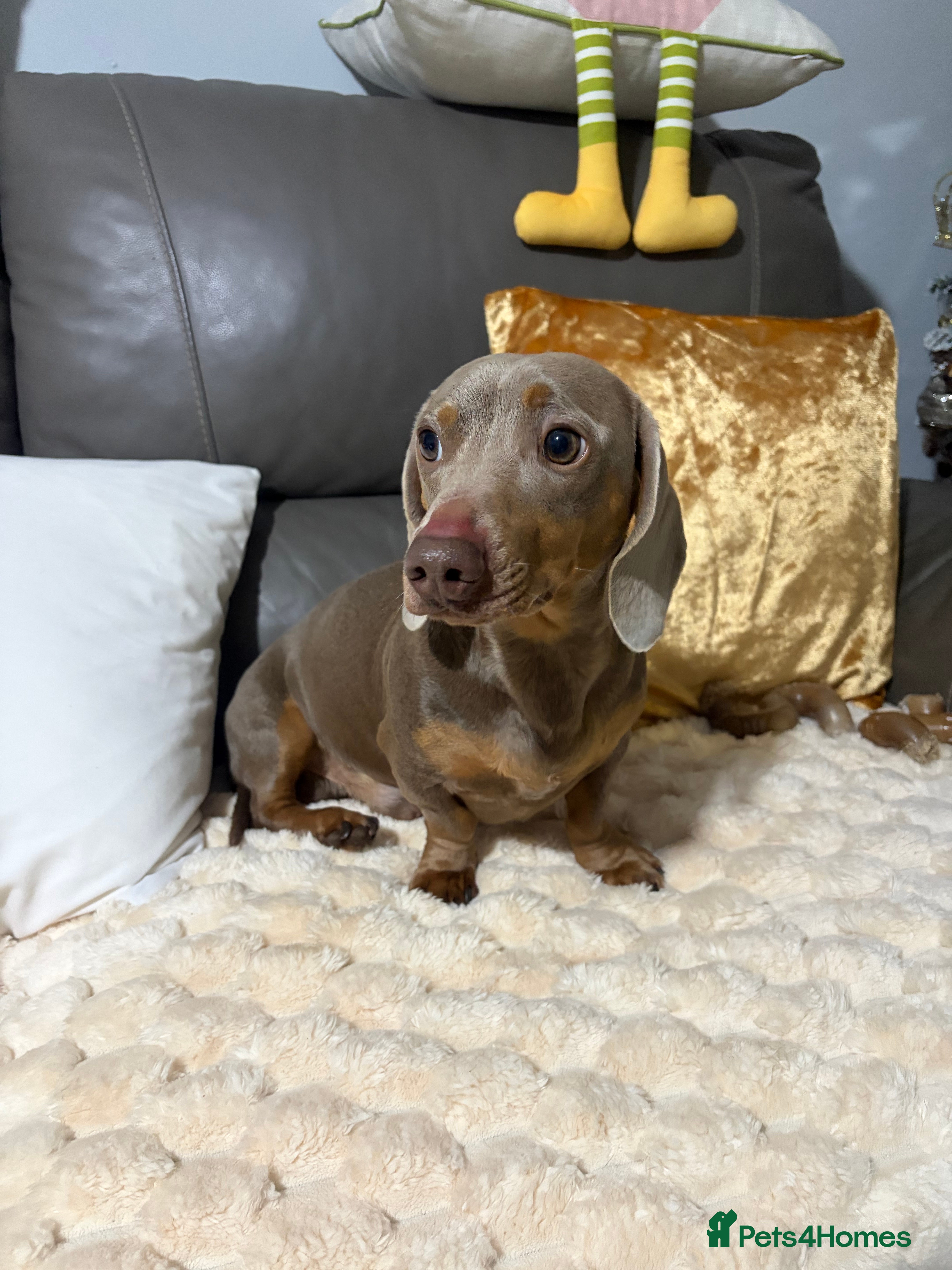 Dachshund dogs 2 year old dachshund for sale - Advert 2