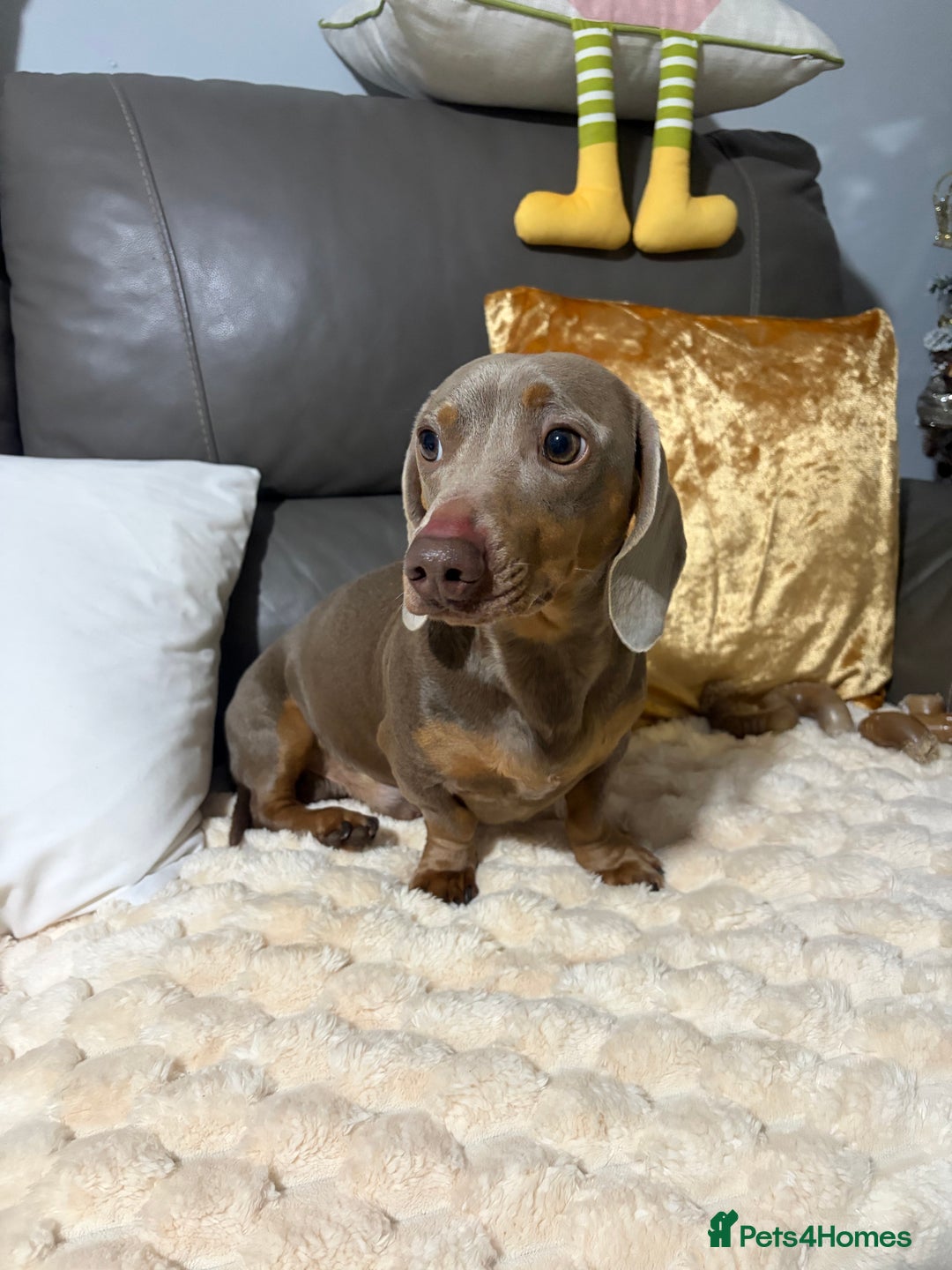 Dachshund dogs for sale: 2 year old dachshund for sale - Advert 1