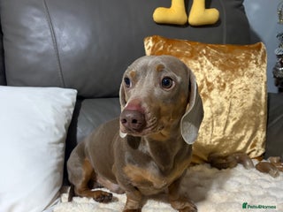 Dachshund dogs 2 year old dachshund for sale - Advert 2