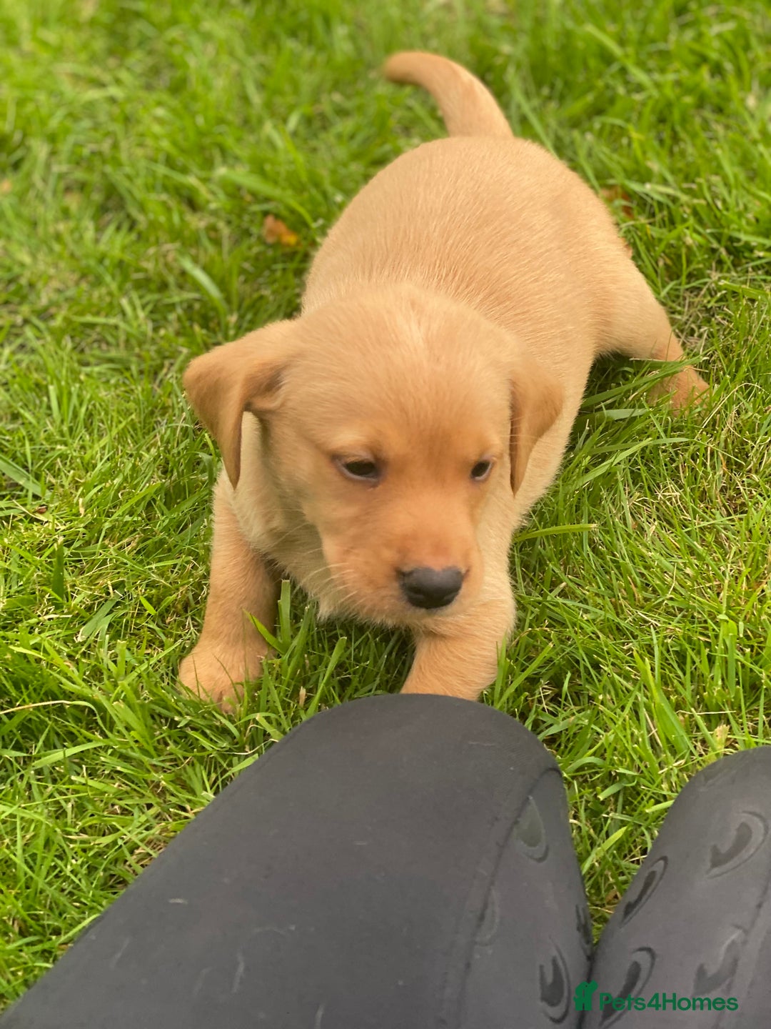 Labrador Retriever dogs for sale: Ftch. Labrador puppies  - Advert 7