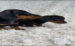 Miniature Dachshund dogs for sale: Miniature duscuhund  - Image 19