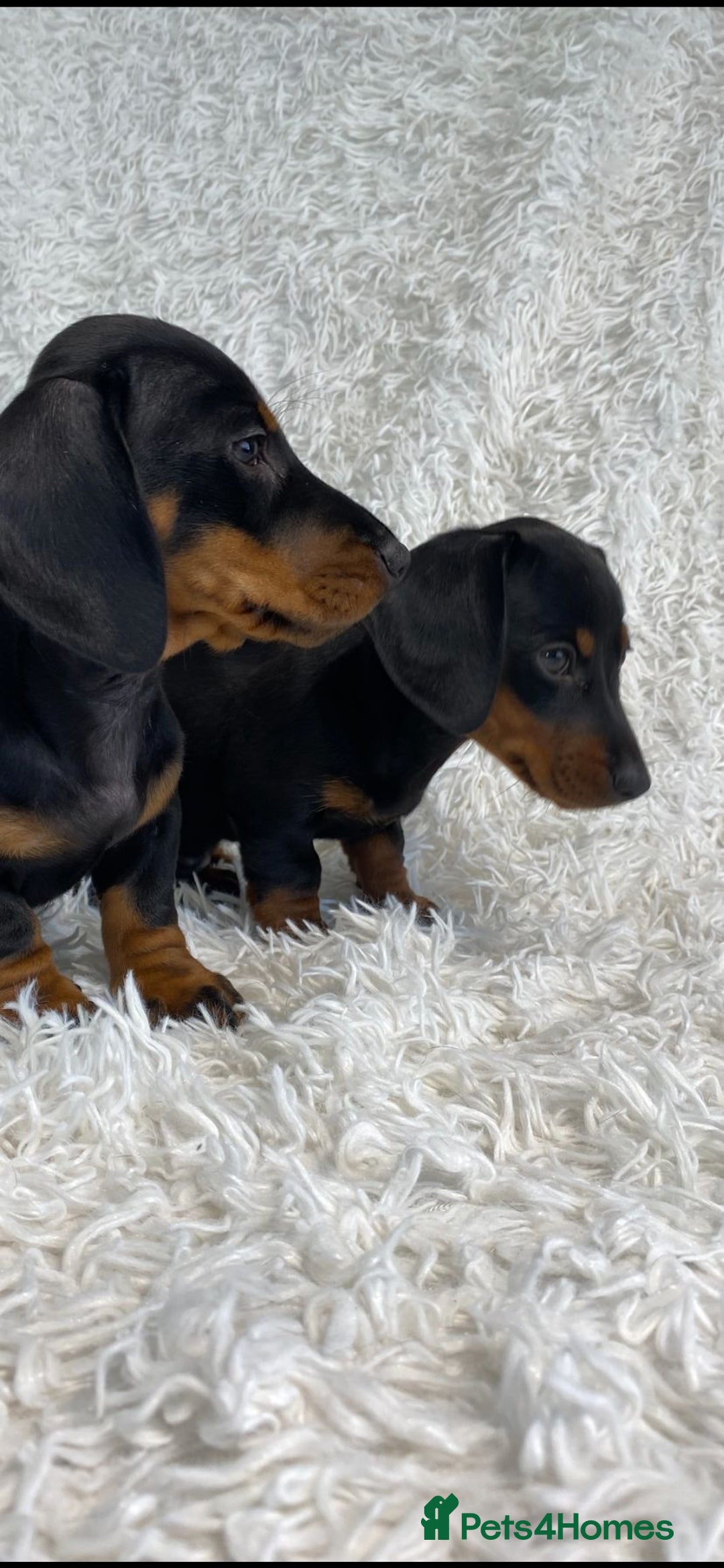 Miniature Dachshund dogs for sale: Miniature duscuhund  - Image 19