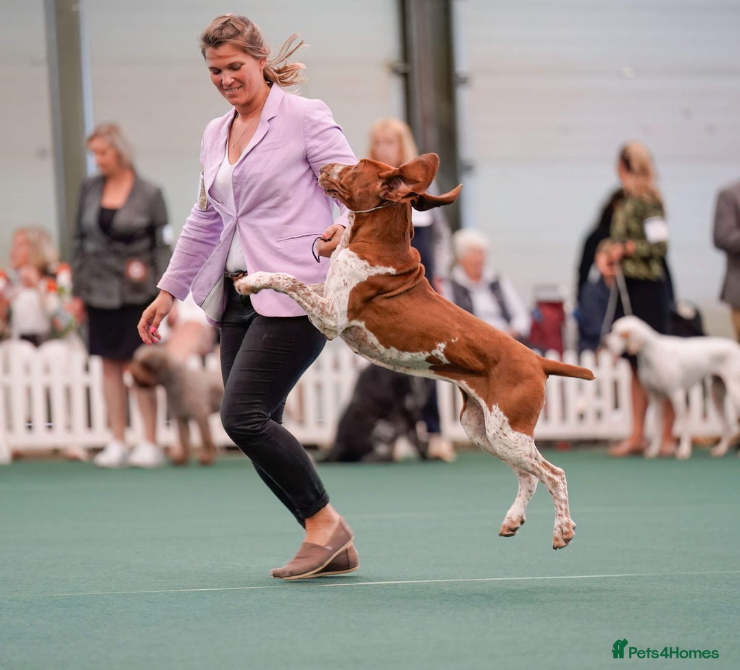 Bracco Italiano dogs for sale: Puppies due end of Jan!!   - Advert 12