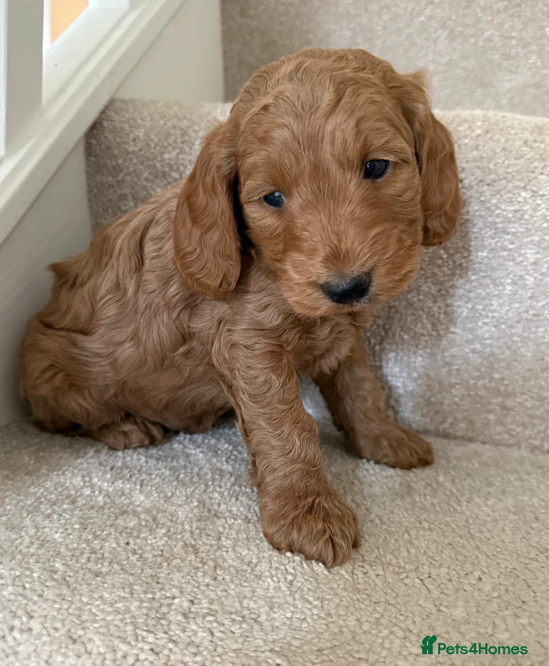 Cockapoo dogs for sale: READY TO GO! LAST BOY F1 Cockapoo puppies - Advert 4