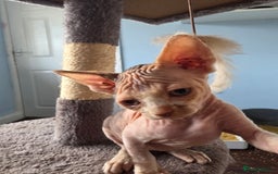 Sphynx cats for sale: 🩷 Sphynx Kitten – Female - Image 8