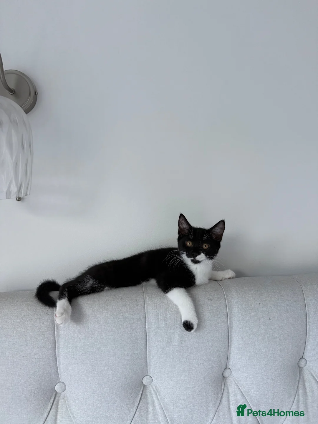 Russian Blue cats for sale: Russian blue x DLH  - Advert 1