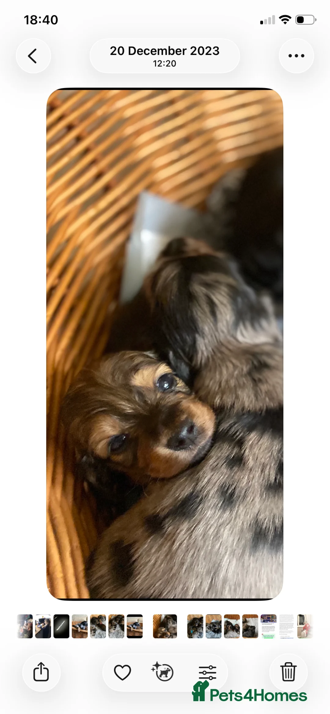 Miniature Dachshund dogs for sale: Adorable playful puppies - Advert 15